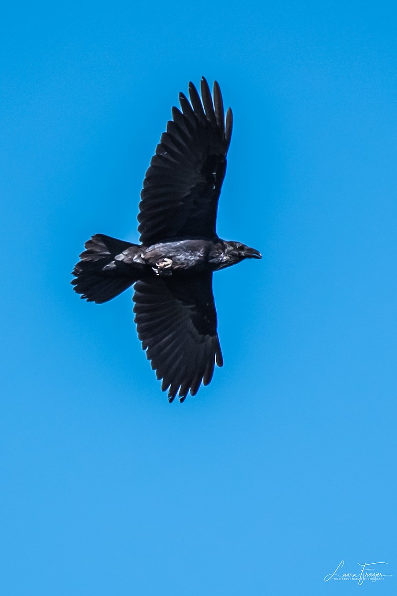 Common Raven - ML177423621