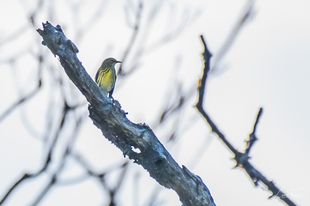 Cape May Warbler - LAURA FRAZIER
