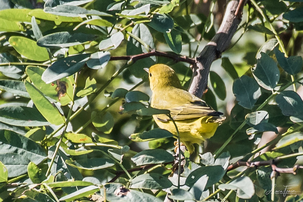 Yellow Warbler - LAURA FRAZIER