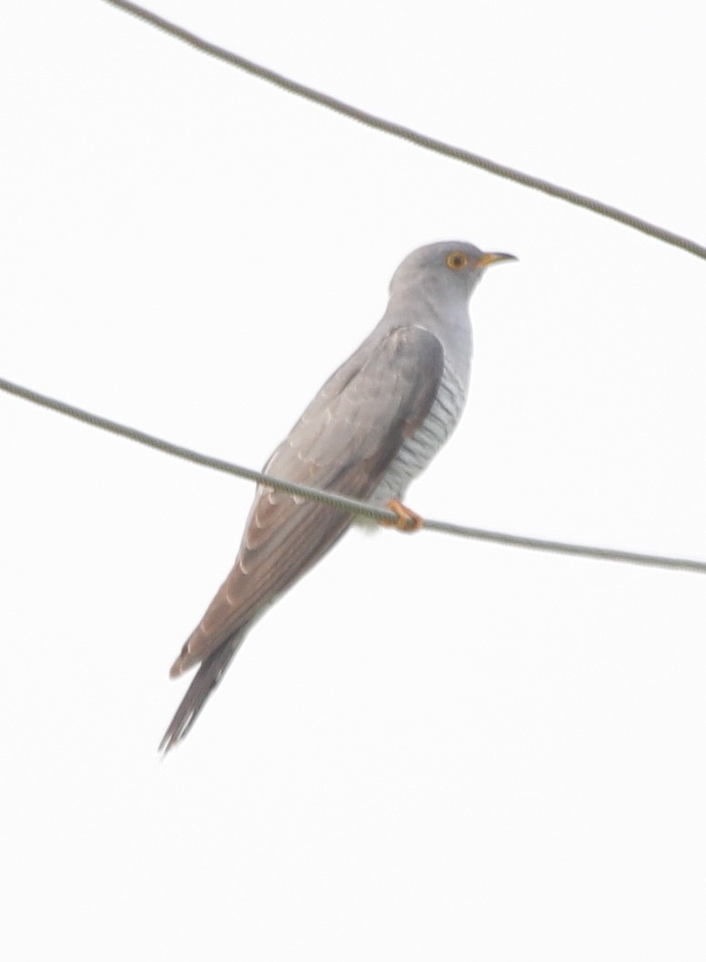 Common Cuckoo - ML177423871