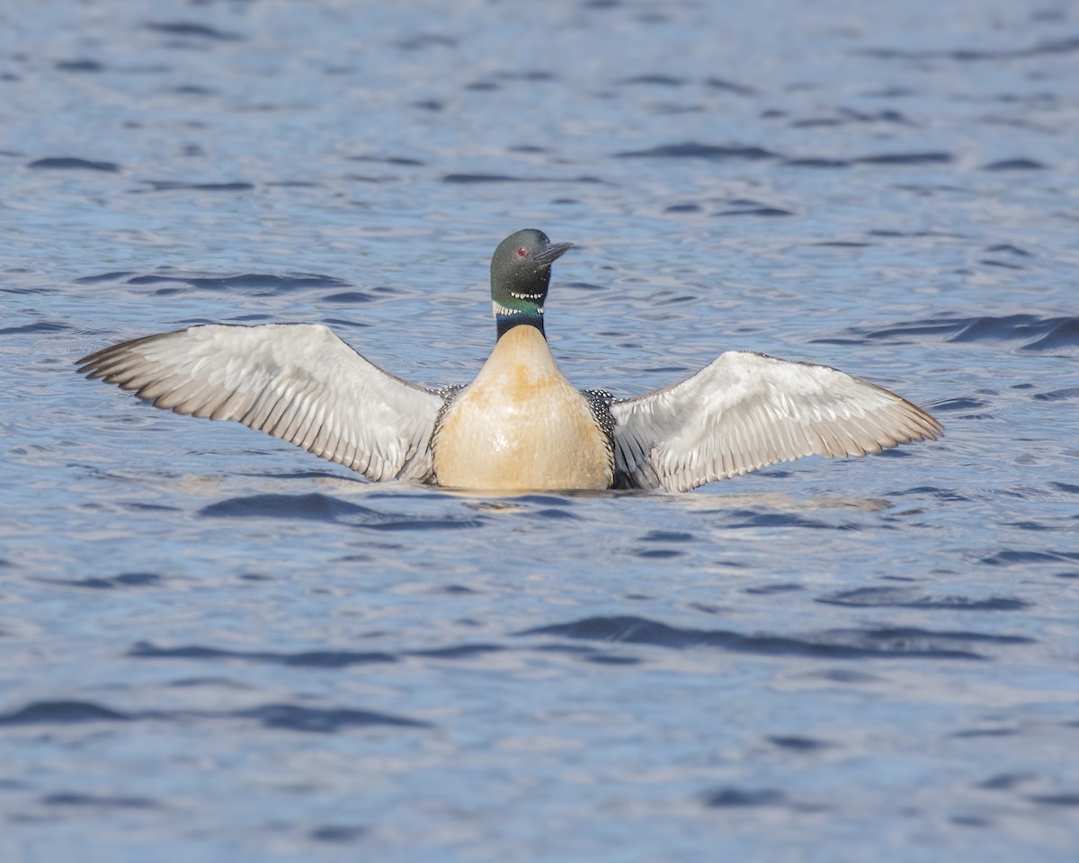 Common Loon - ML177428491