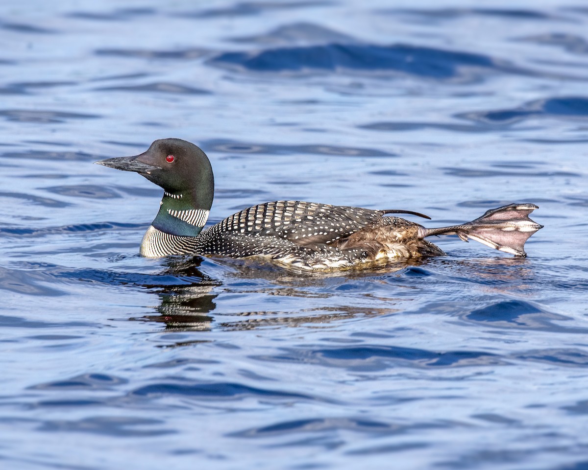 Common Loon - ML177428521