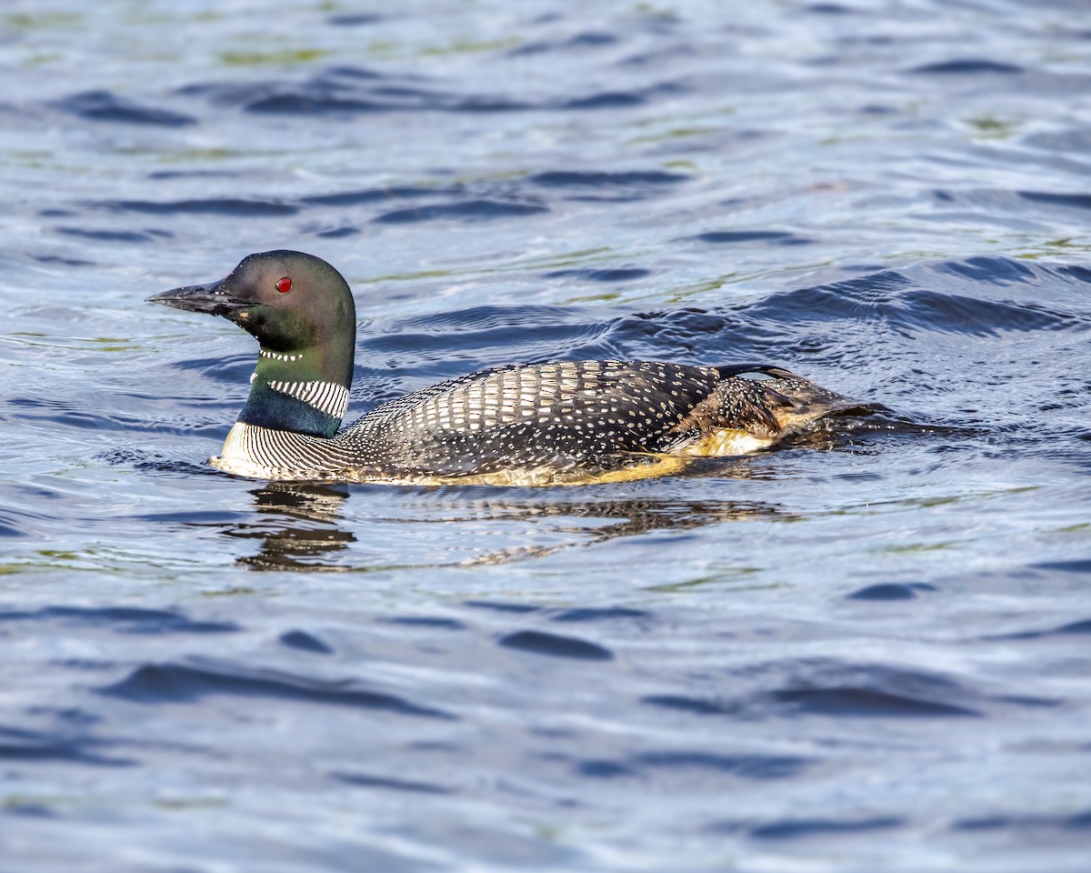 Common Loon - ML177428541