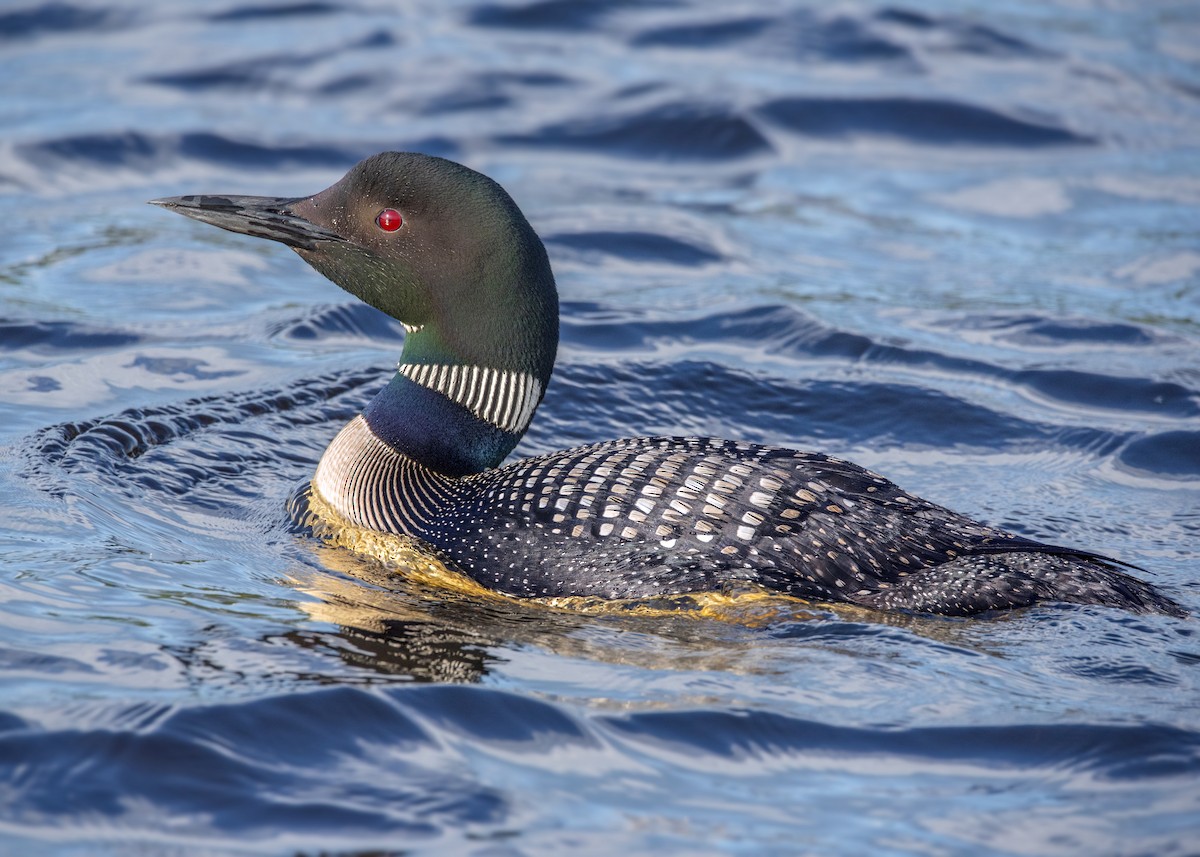 Common Loon - ML177428581