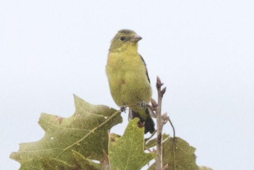 Scarlet Tanager - David Brown