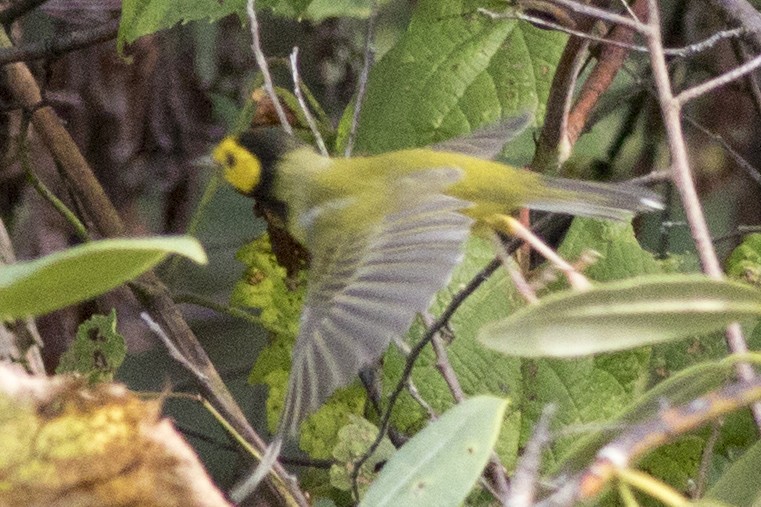 Hooded Warbler - ML177428761