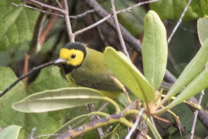 Hooded Warbler - ML177428781