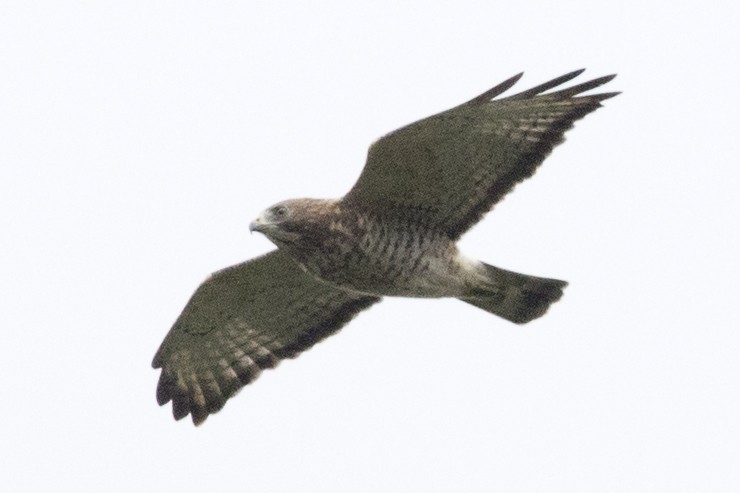 Broad-winged Hawk - ML177428861