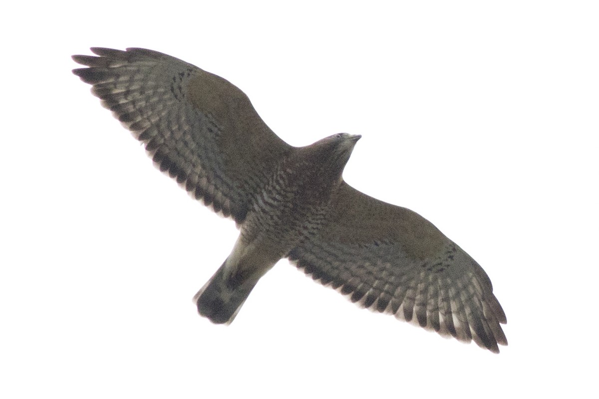 Broad-winged Hawk - ML177428881