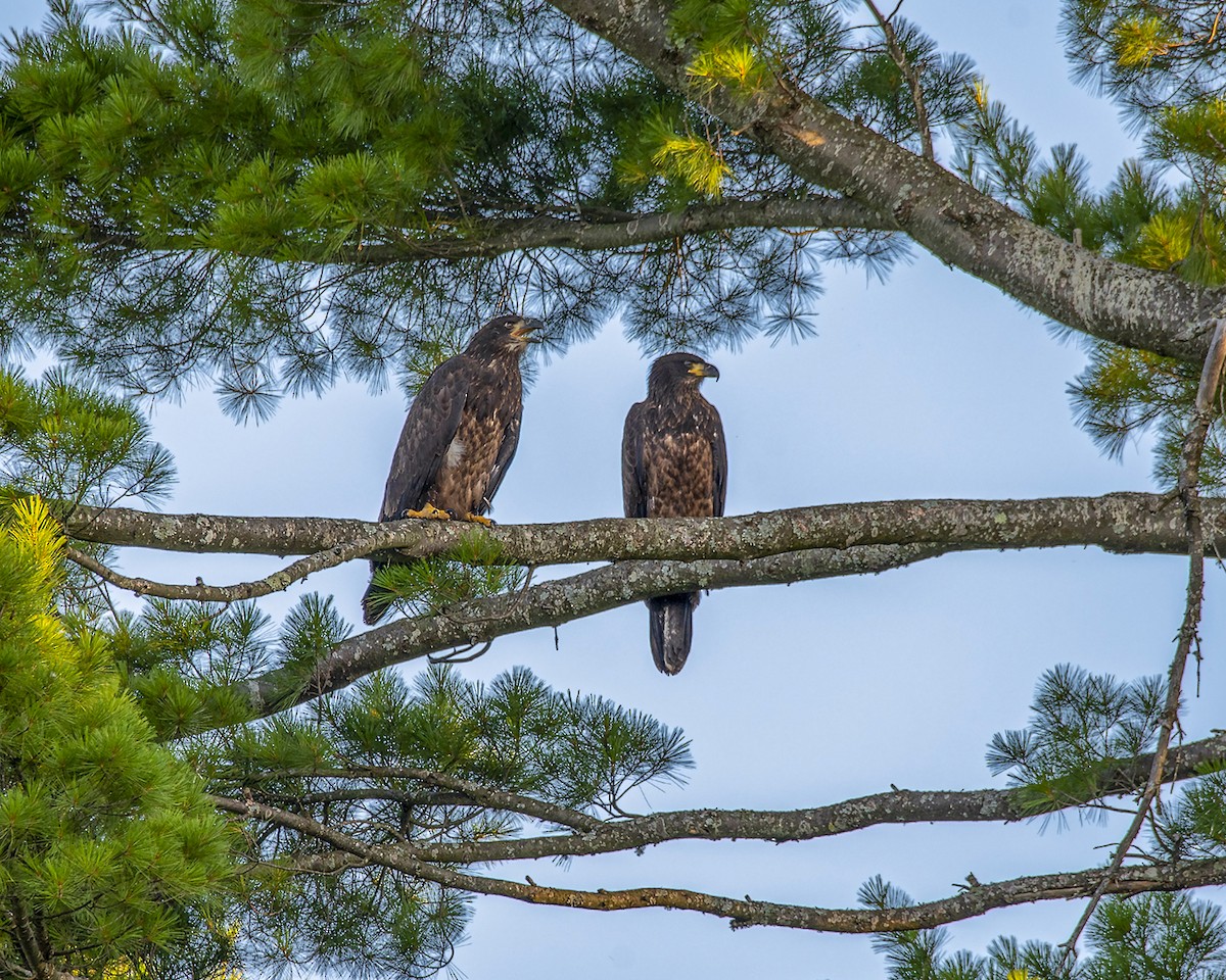 Bald Eagle - ML177428941