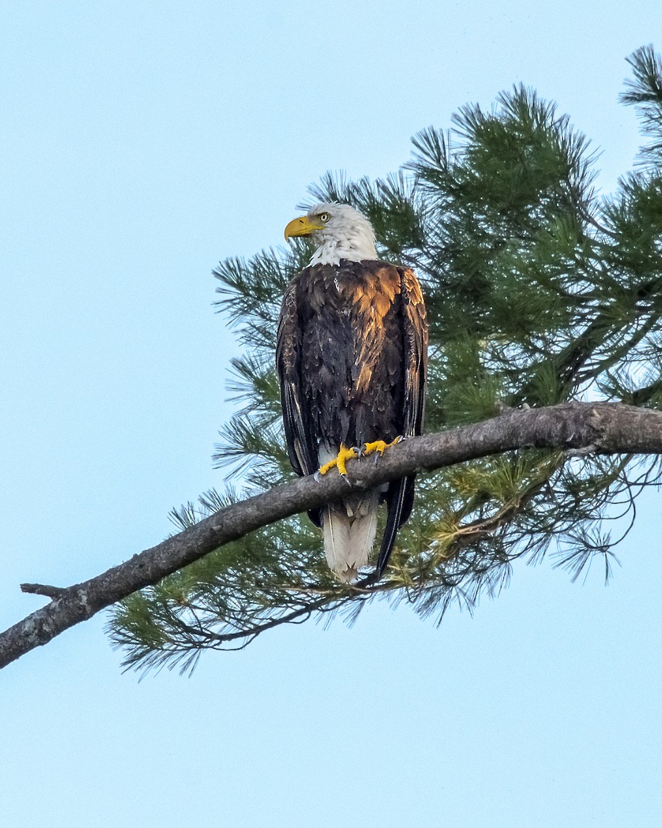 Bald Eagle - ML177428961