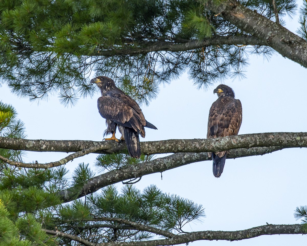 Bald Eagle - ML177428971