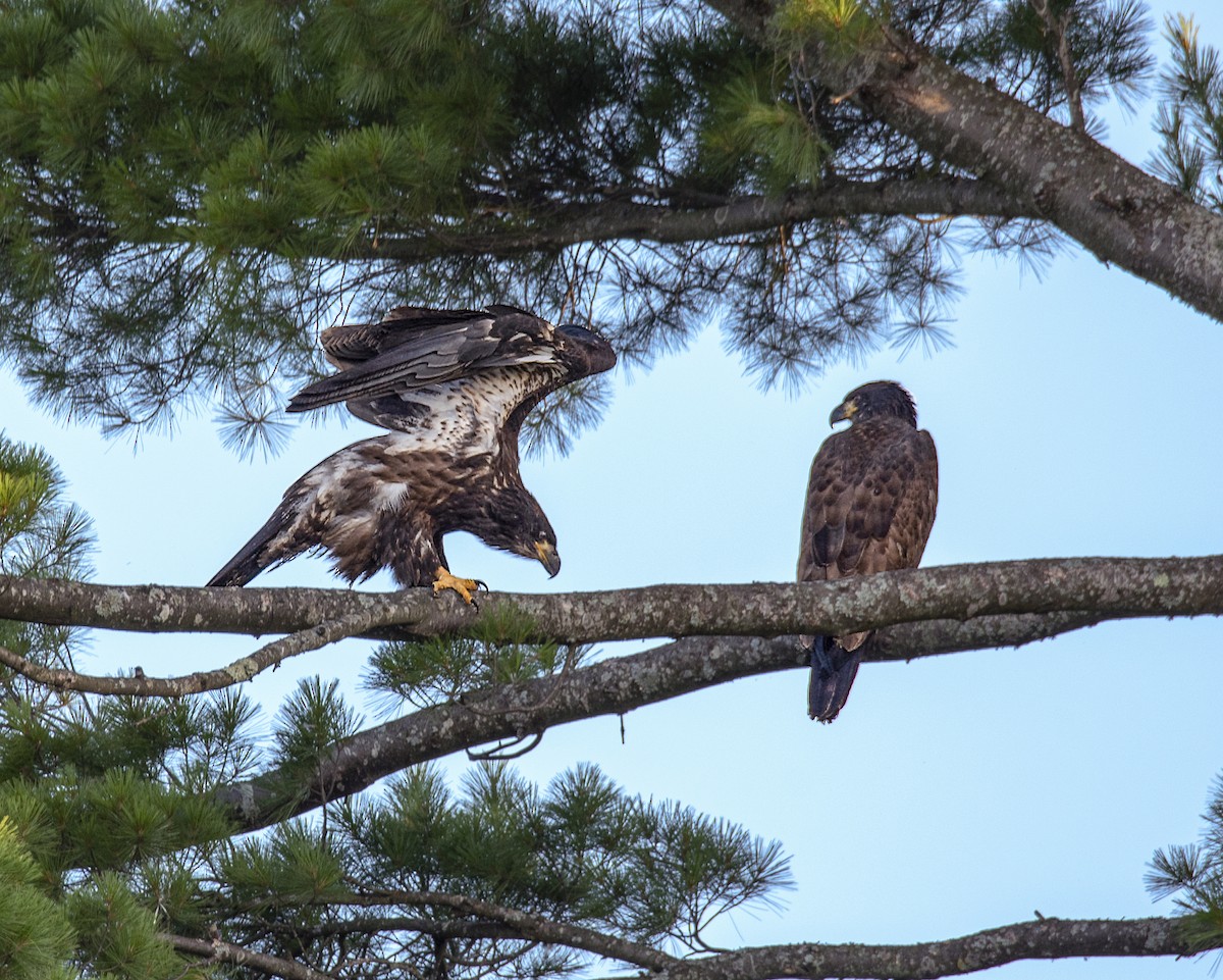 Bald Eagle - ML177428991