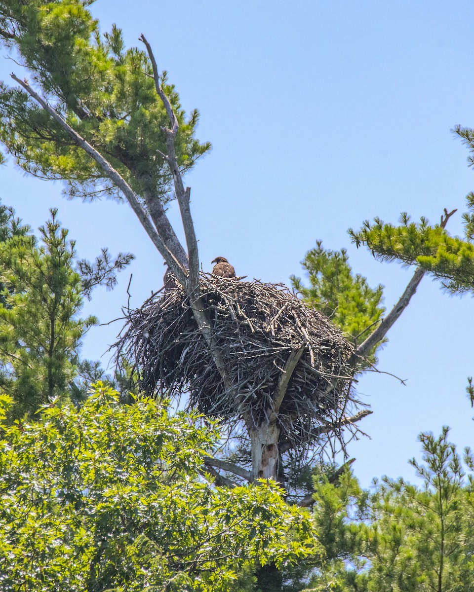 Bald Eagle - ML177429001