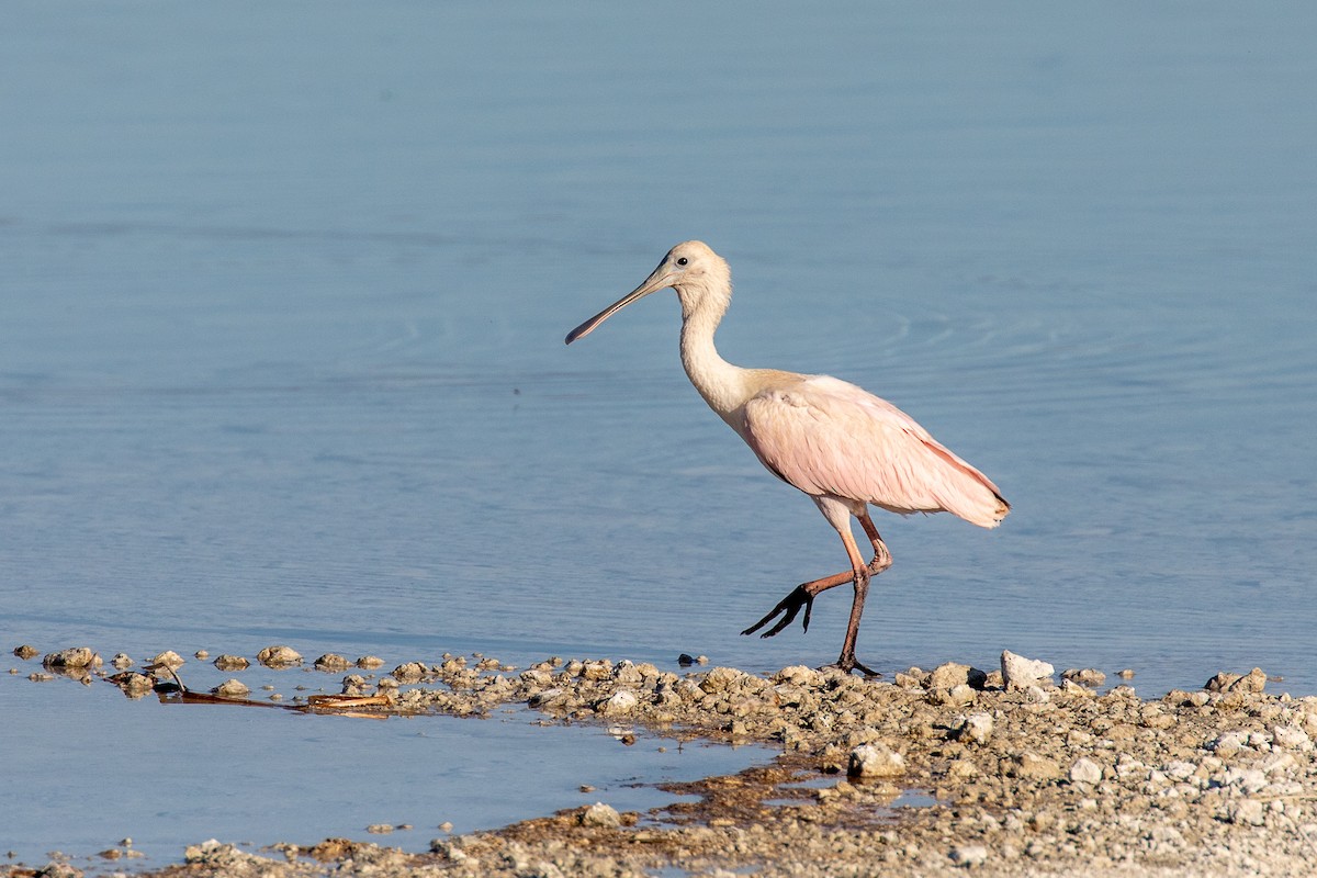 Roseate Spoonbill - ML177429451