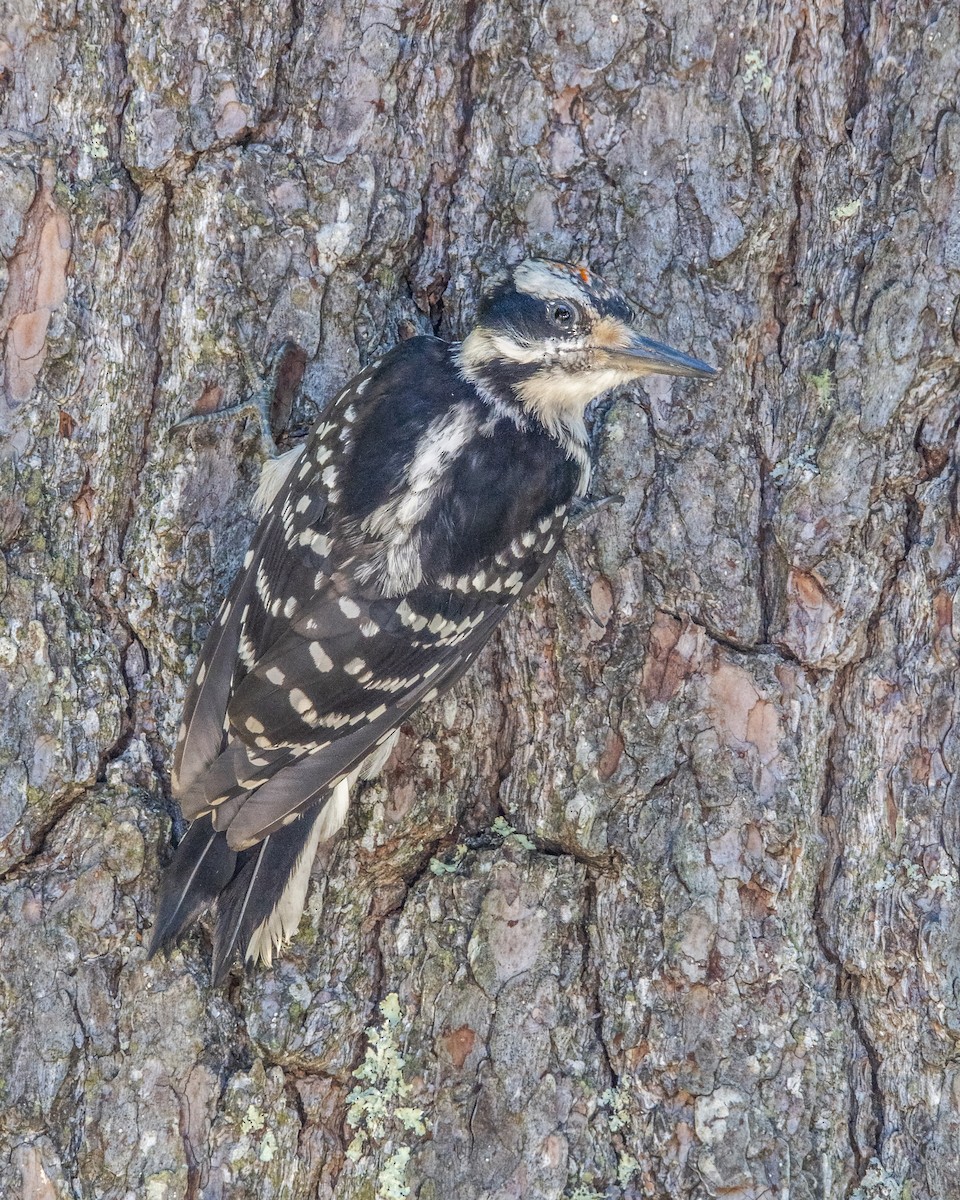 Hairy Woodpecker - ML177429631