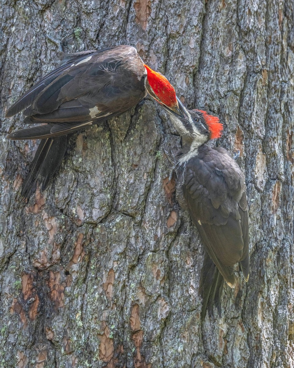 Pileated Woodpecker - ML177429831