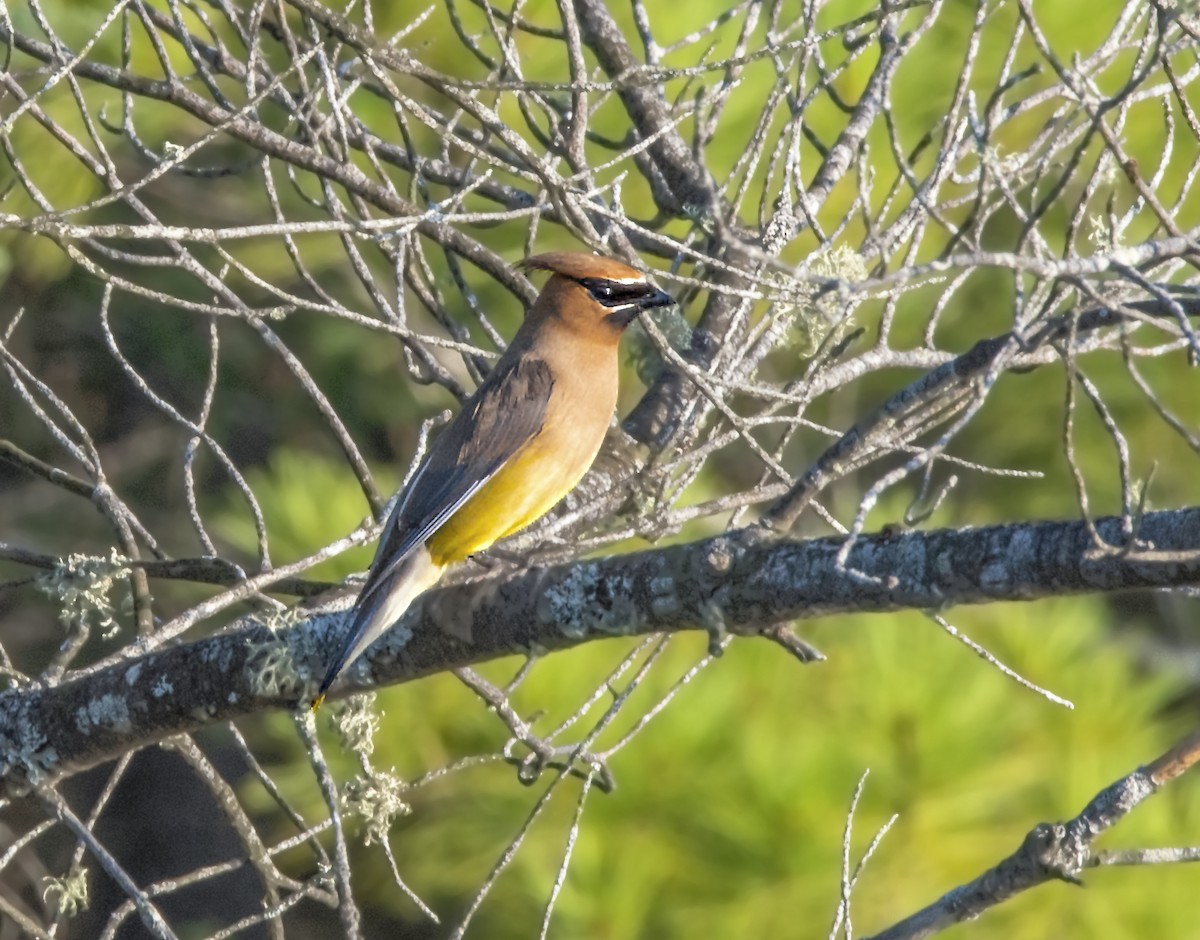 Cedar Waxwing - ML177430601