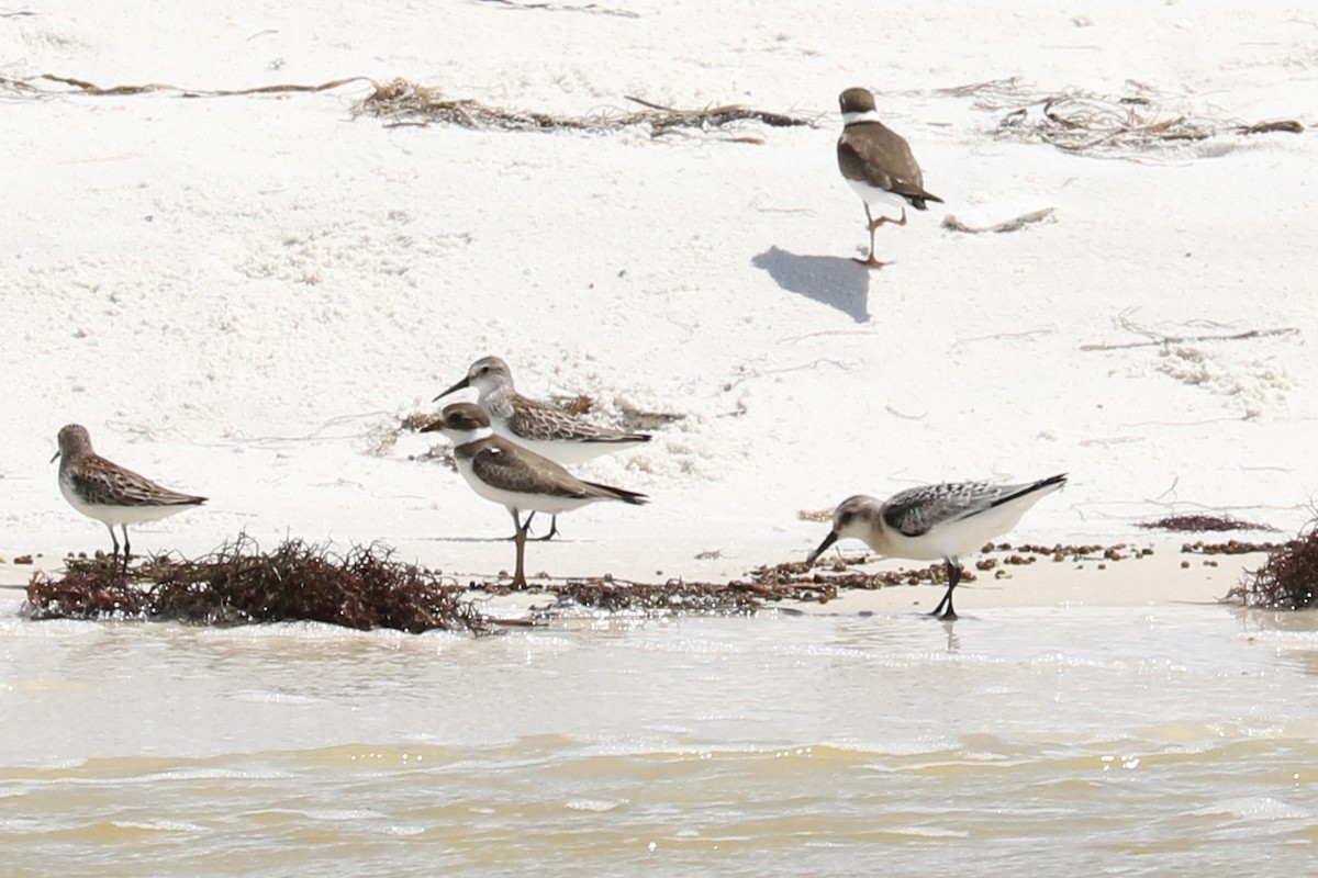 Semipalmated Plover - ML177431641