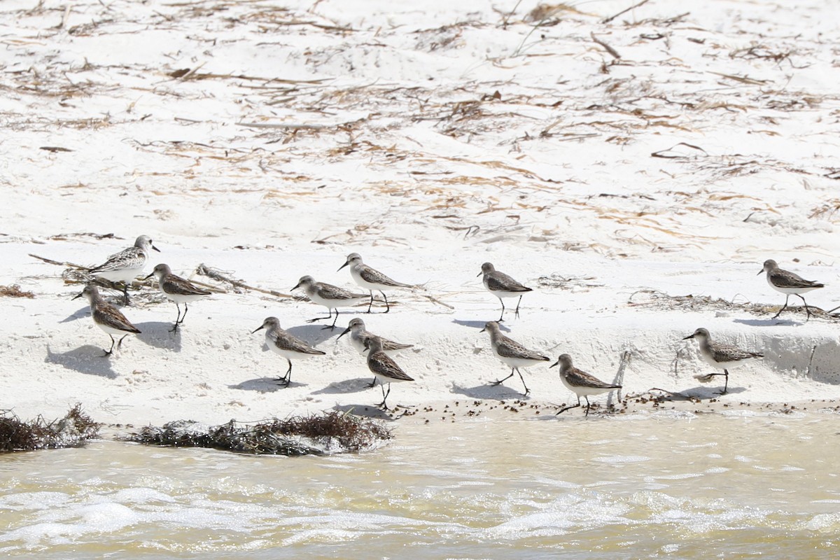 Semipalmated Sandpiper - ML177432191