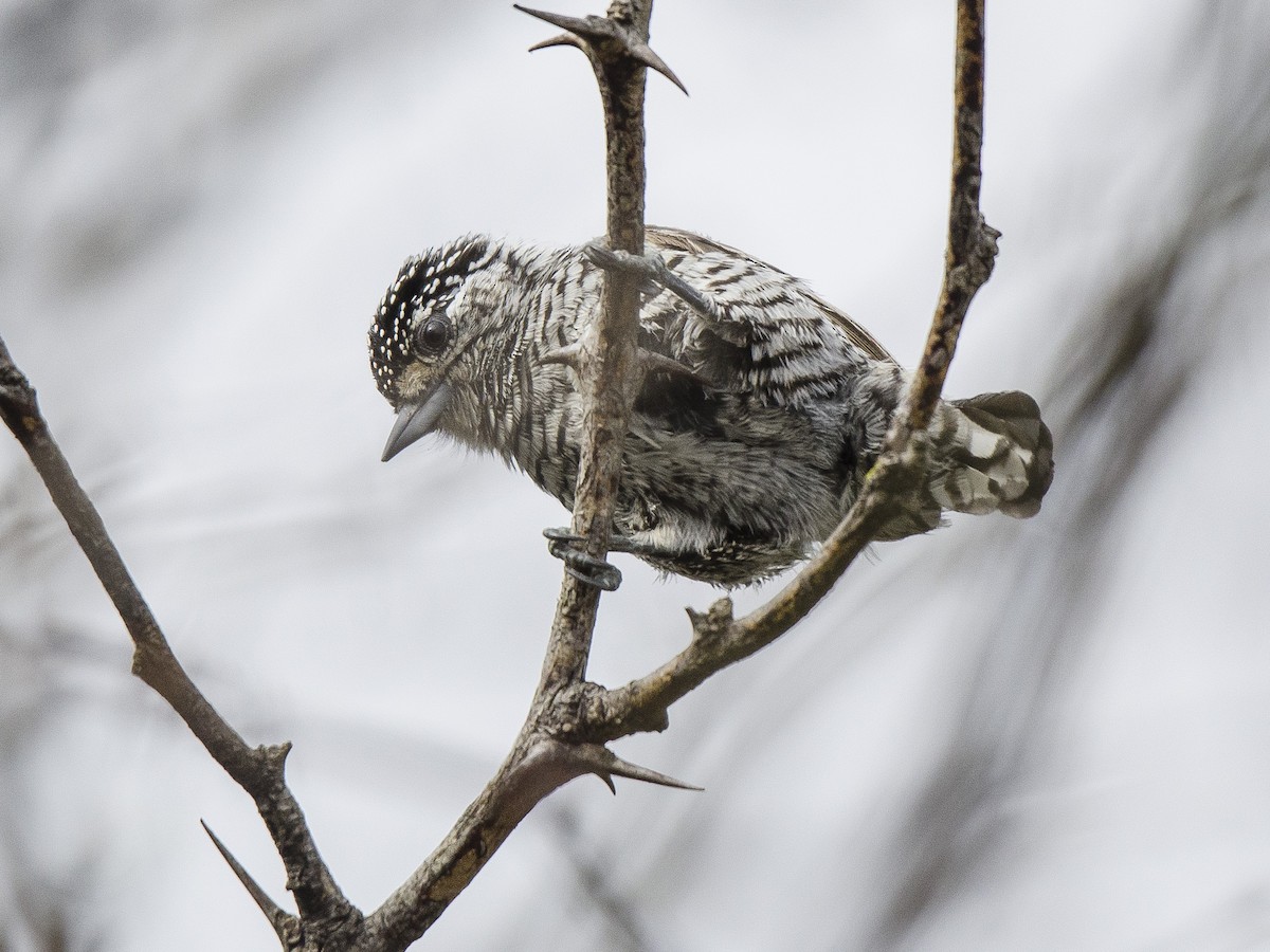 White-barred Piculet - Ignacio Zapata