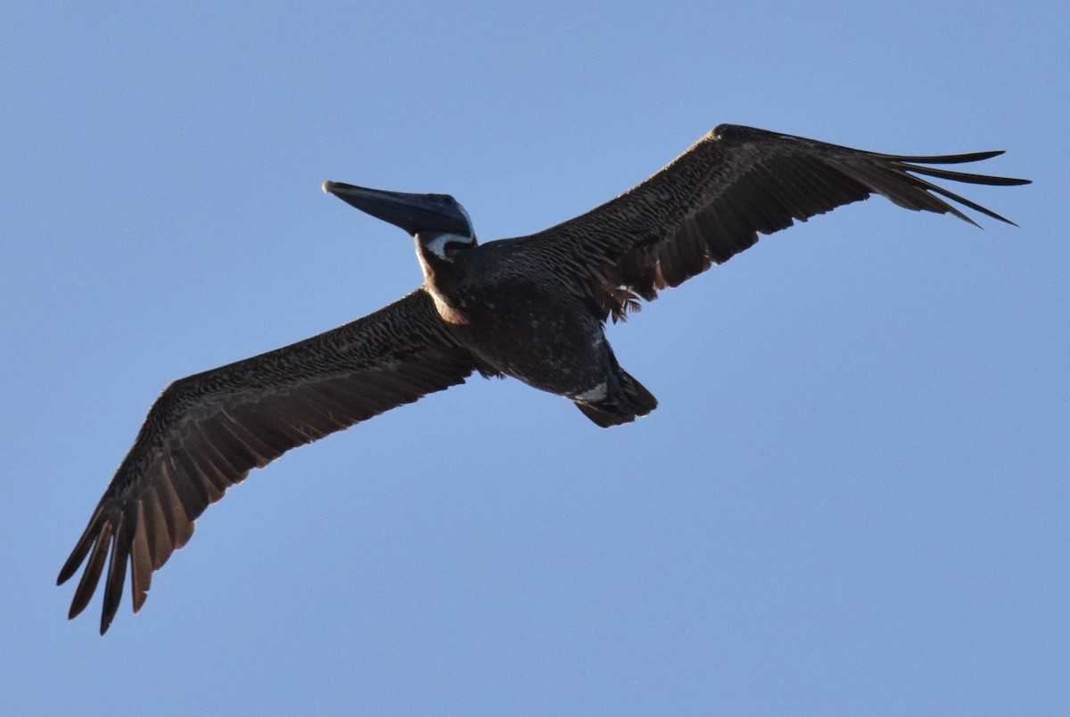 Brown Pelican - ML177433951