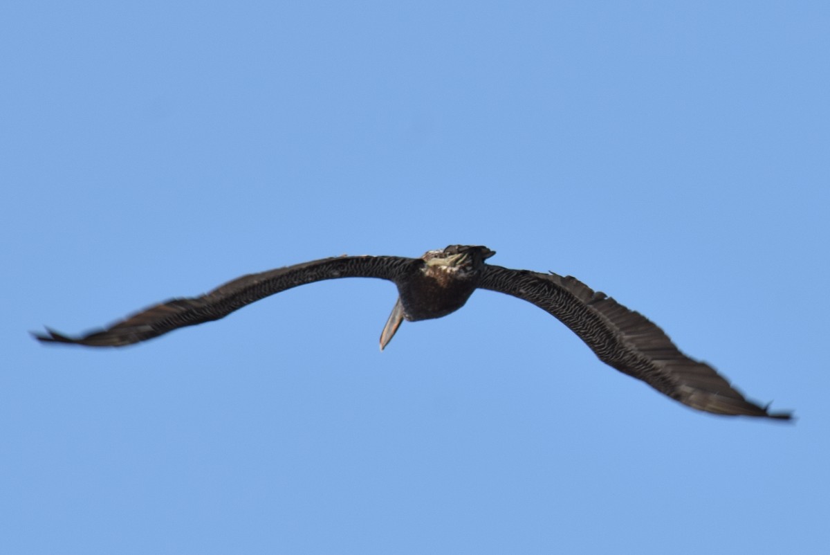 Brown Pelican - ML177433981