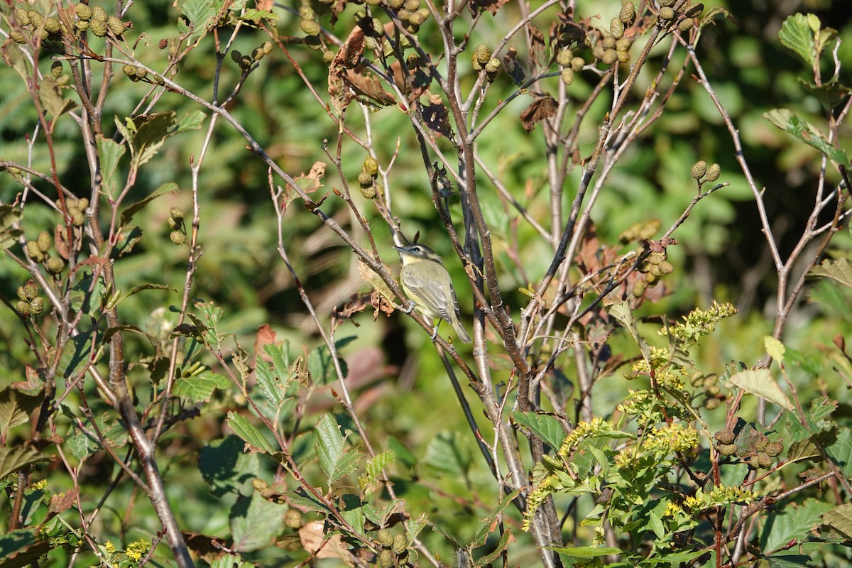 Vireo de Filadelfia - ML177434771