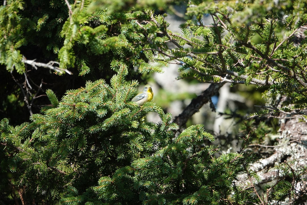 Northern Parula - ML177434891