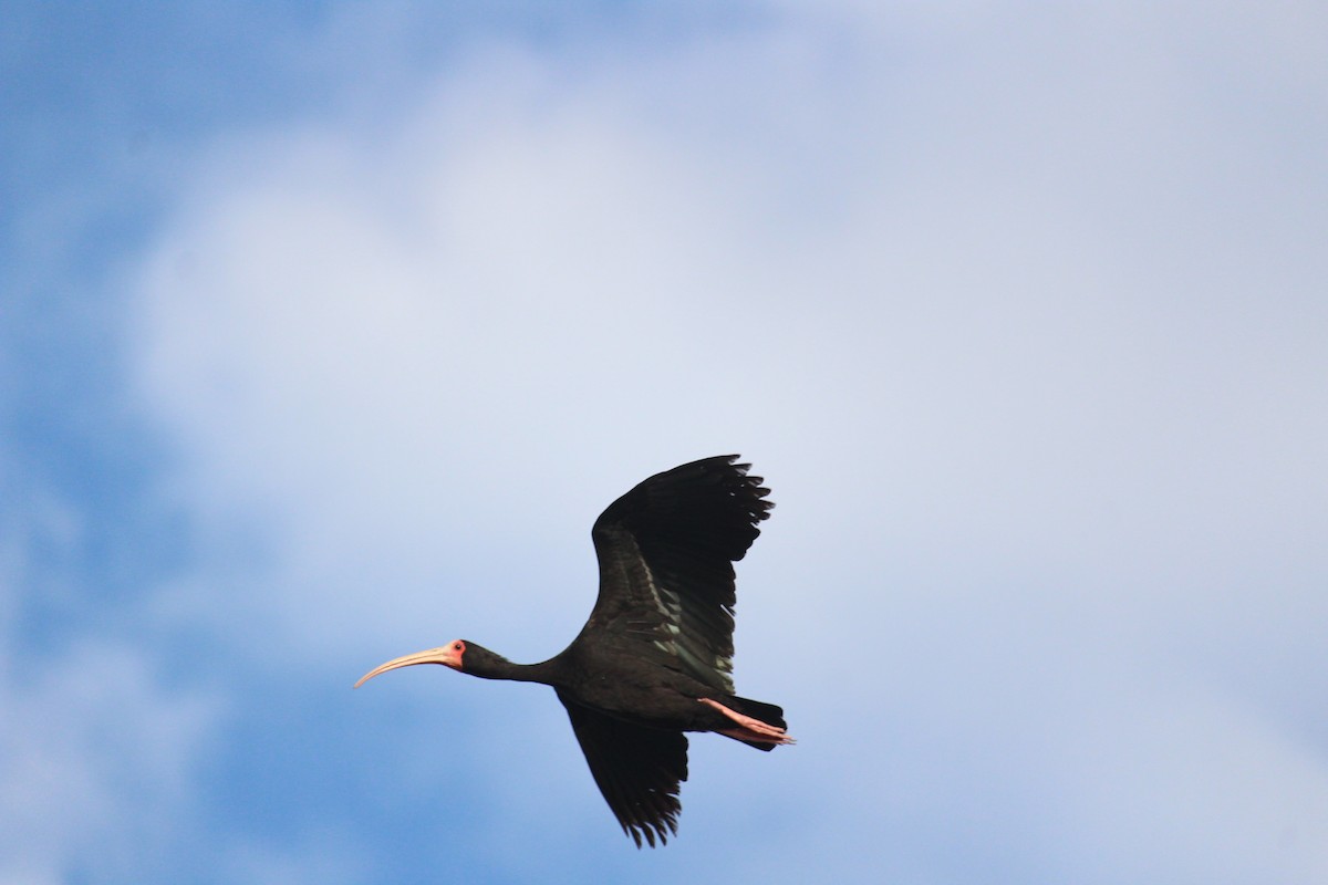 ibis tmavý - ML177435721