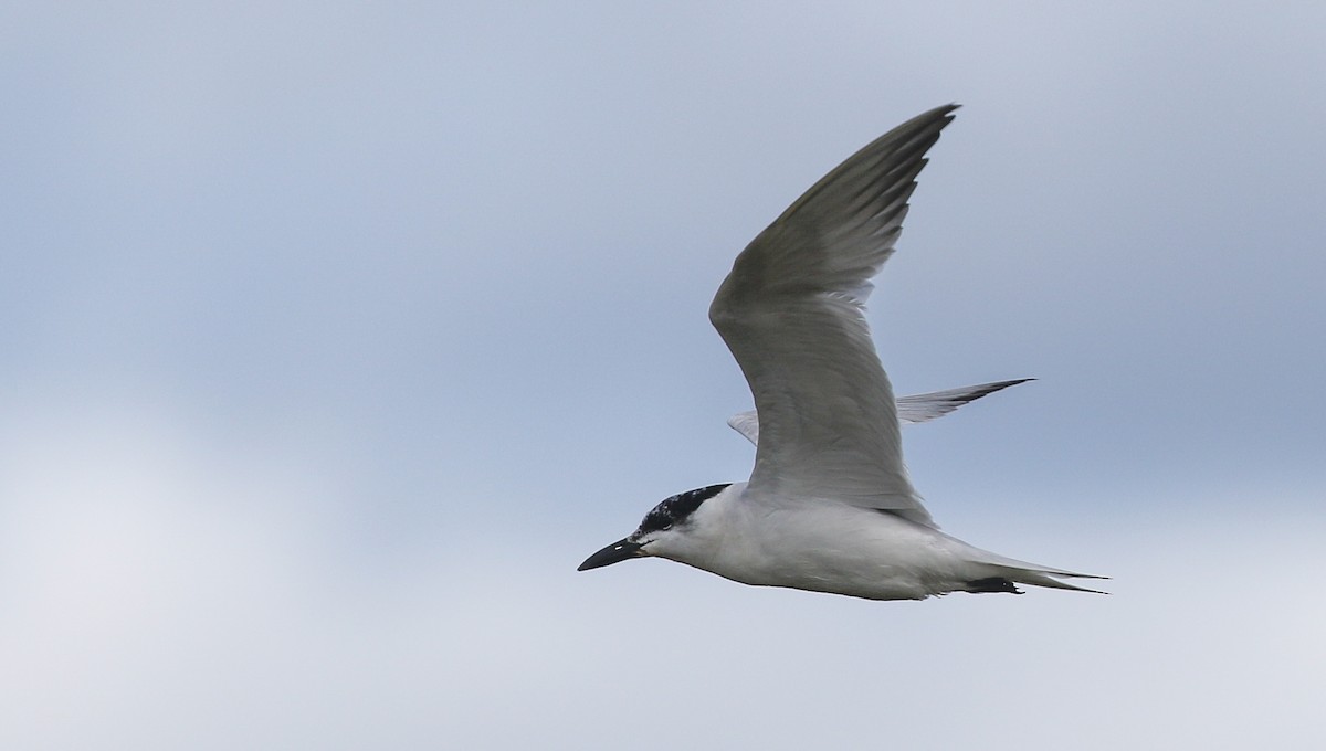 Gull-billed Tern - ML177435811