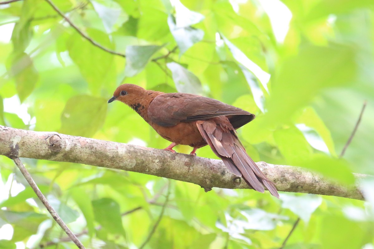 Spot-breasted Cuckoo-Dove - Oscar Campbell