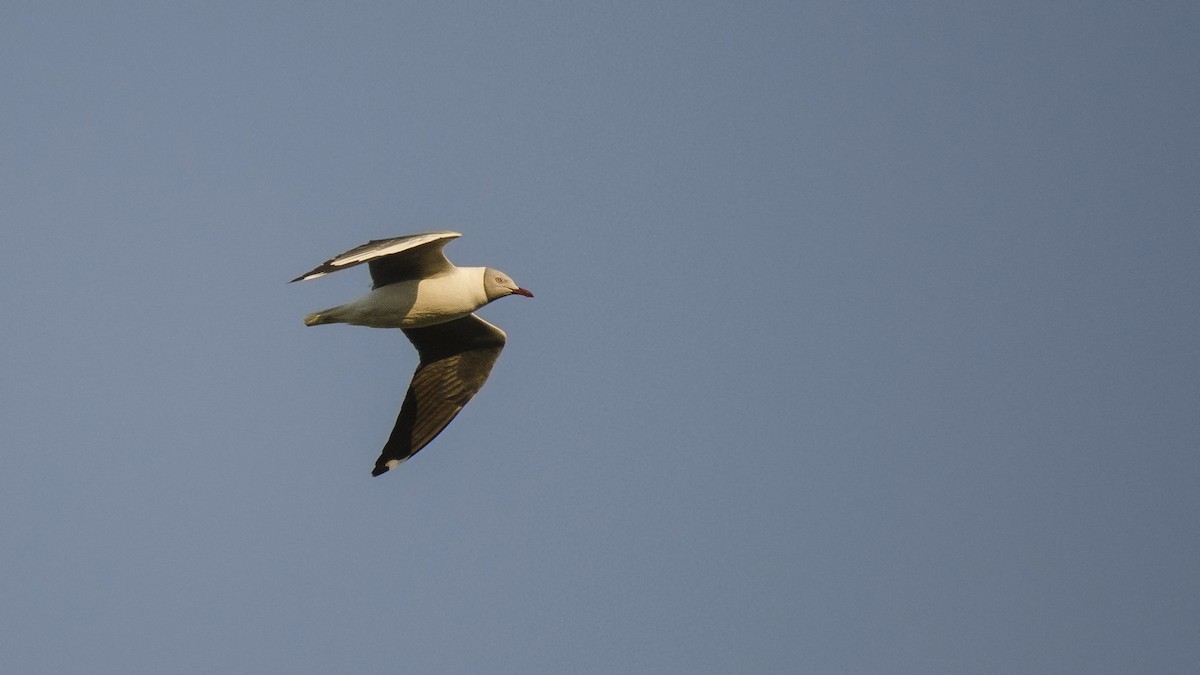 Gray-hooded Gull - ML177436681