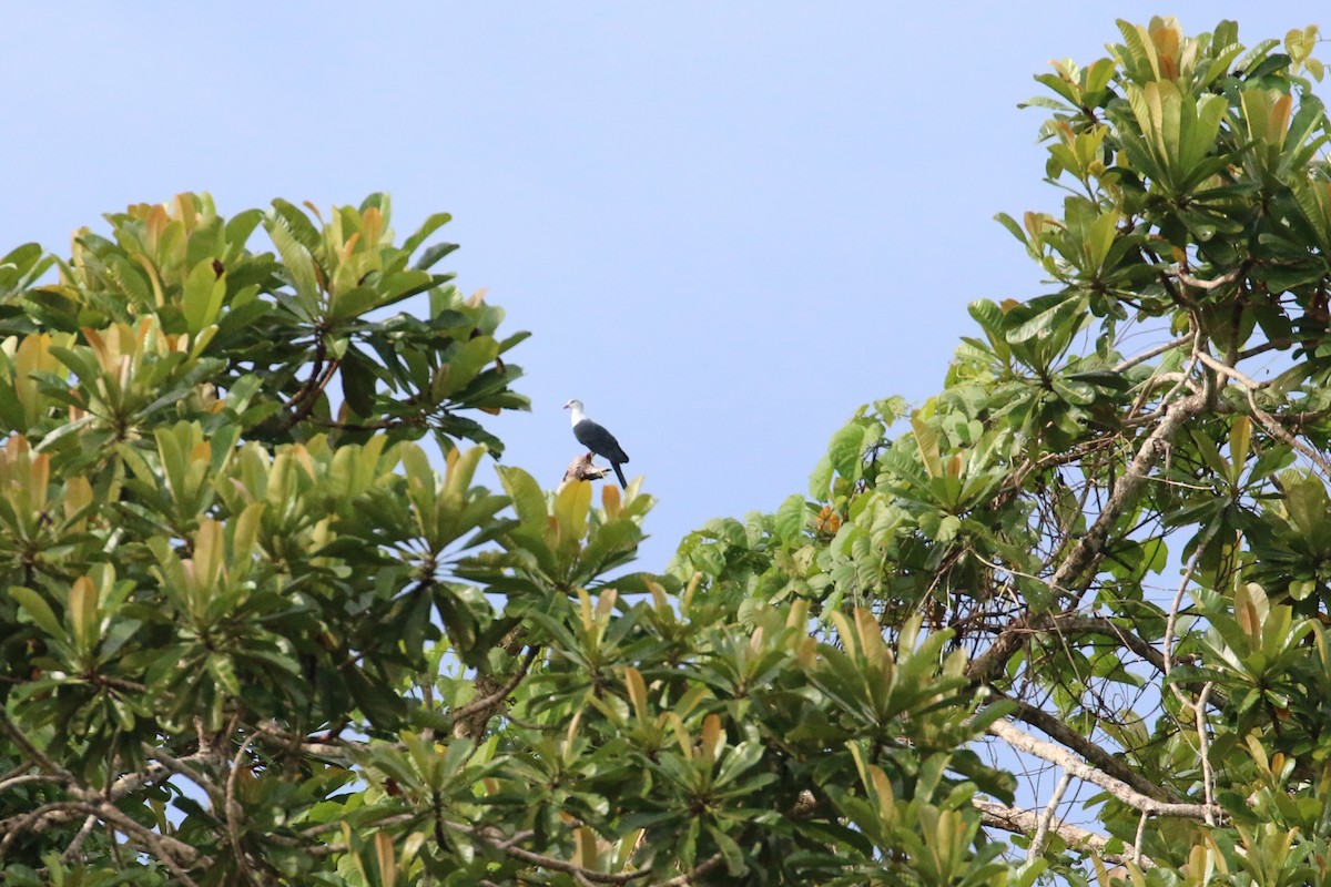 Pied Cuckoo-Dove - ML177436791