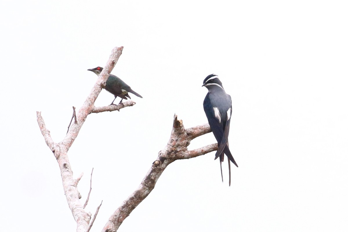 Moustached Treeswift - ML177436911