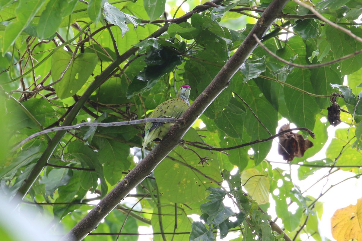 Superb Fruit-Dove - ML177436921