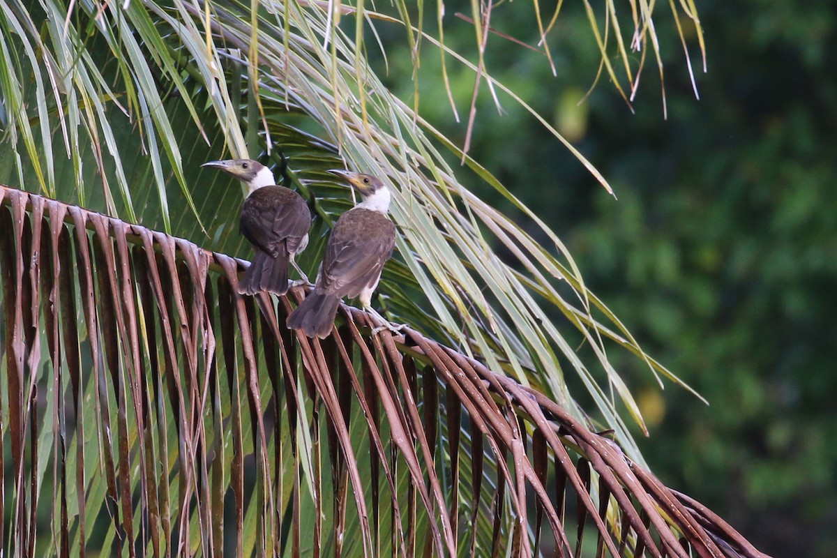 White-naped Friarbird - ML177437021