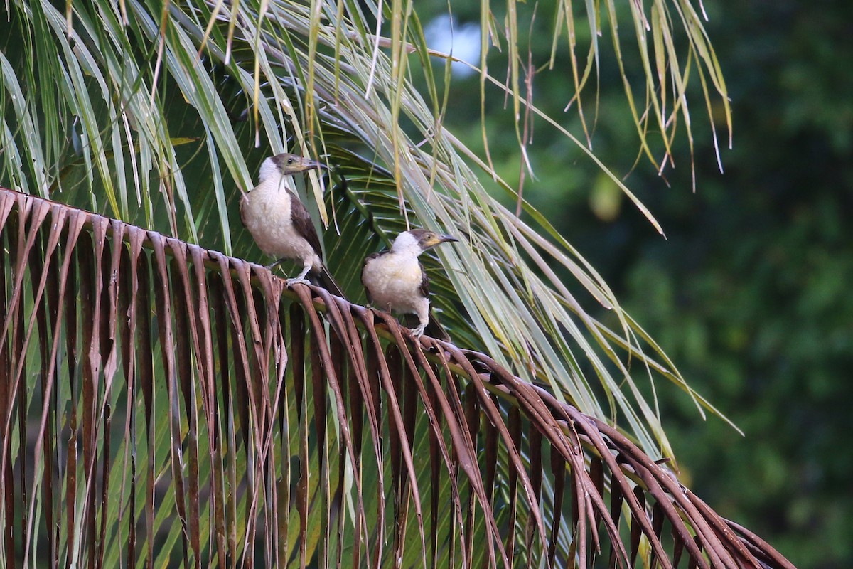 White-naped Friarbird - ML177437041