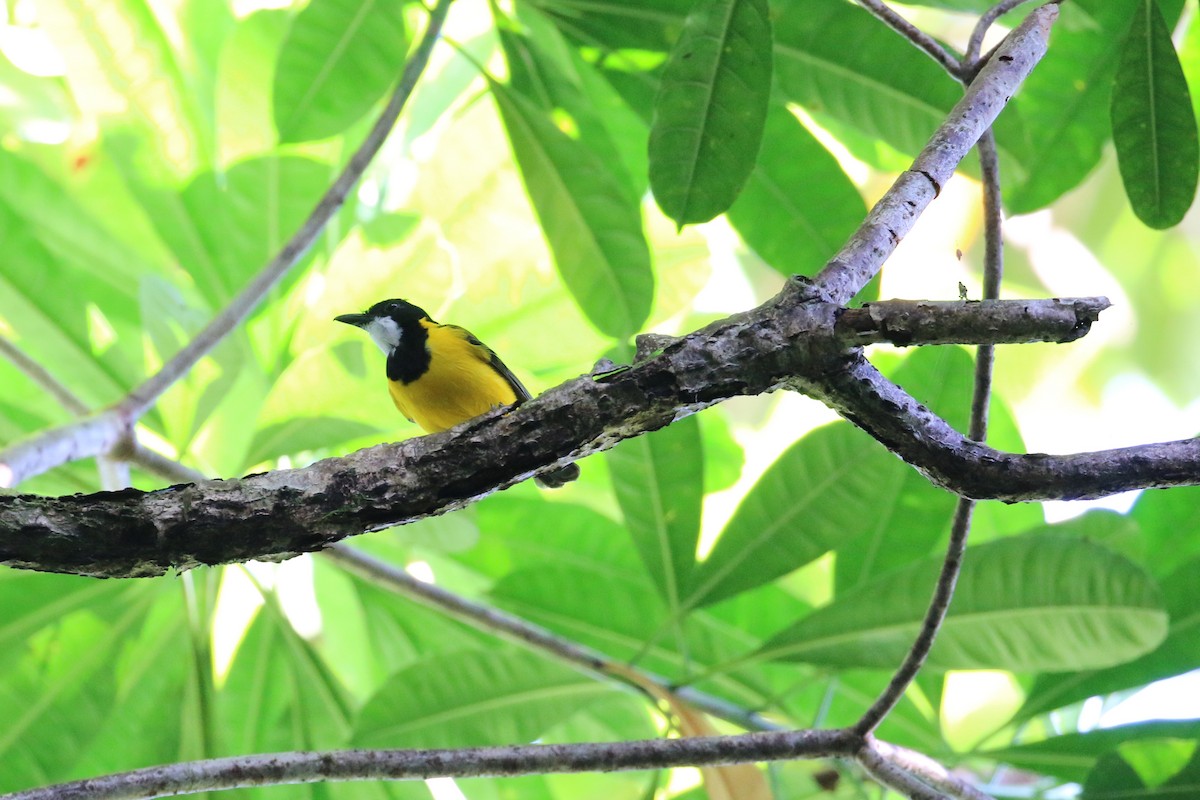 Bismarck Whistler - Oscar Campbell