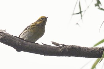 Townsend's Warbler - ML177440351