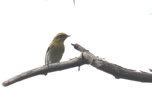 Townsend's Warbler - Max  Chalfin-Jacobs