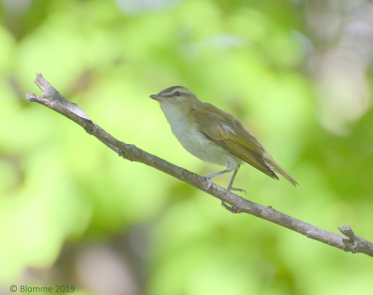 Red-eyed Vireo - Chris Blomme