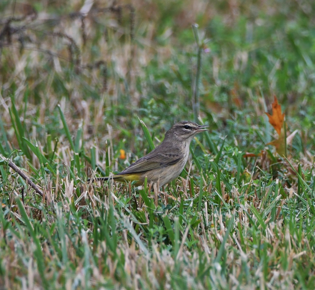 Palmiye Ötleğeni (palmarum) - ML177440691