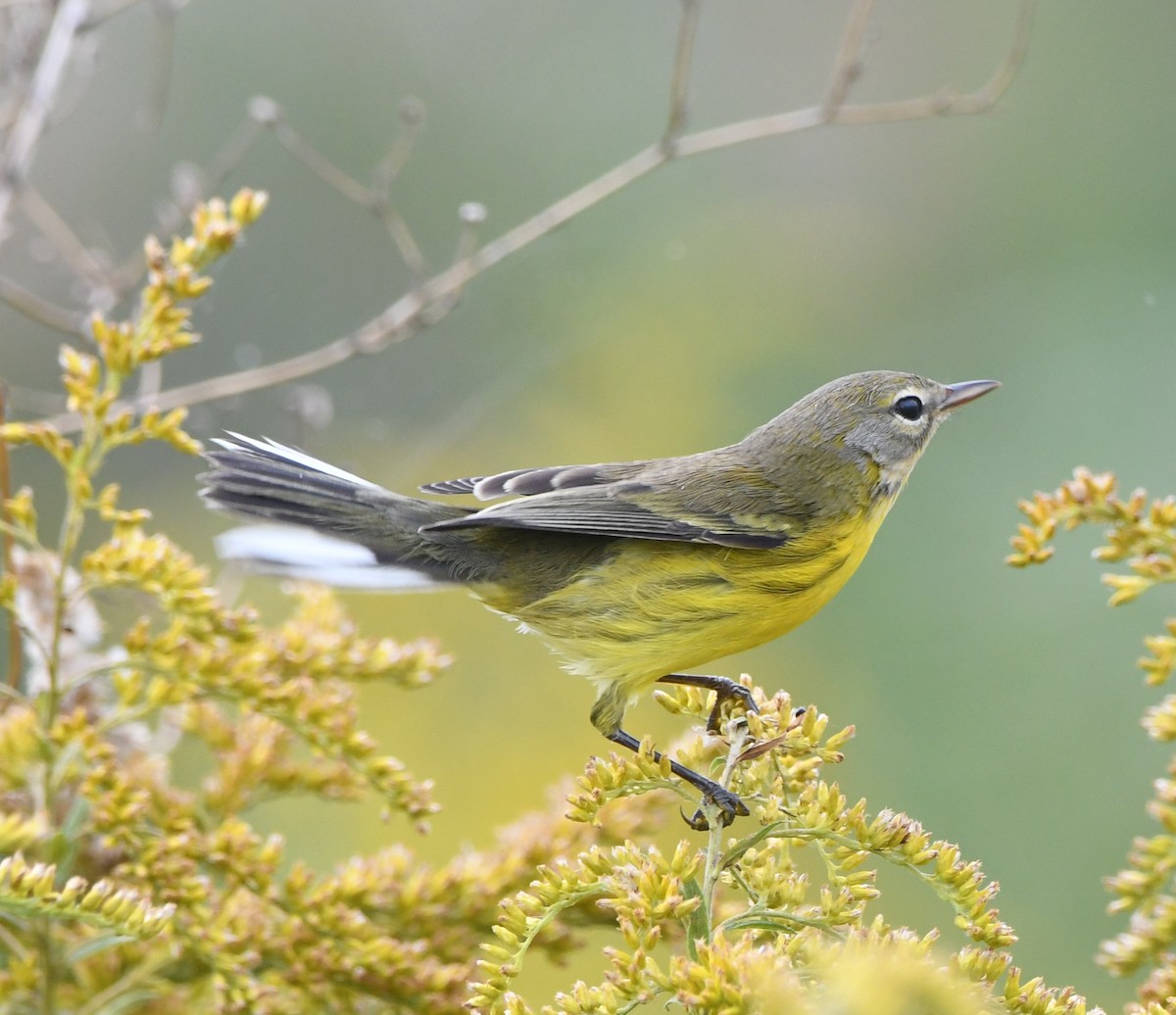 Prairie Warbler - ML177440721