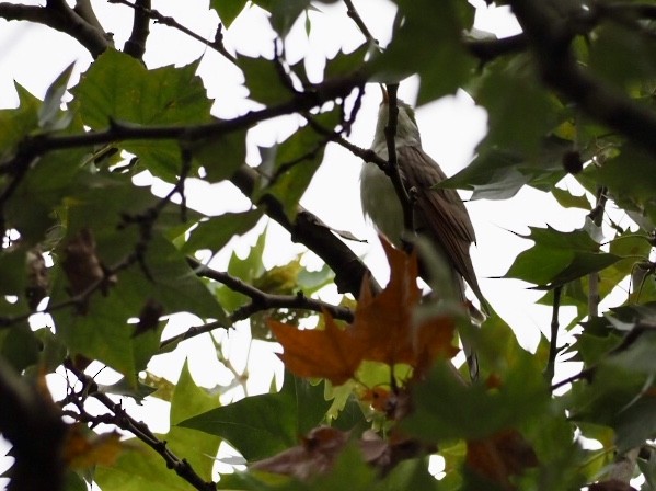 Yellow-billed Cuckoo - ML177441701