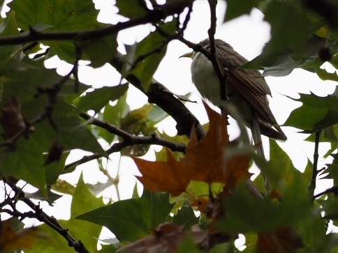 Yellow-billed Cuckoo - ML177441711