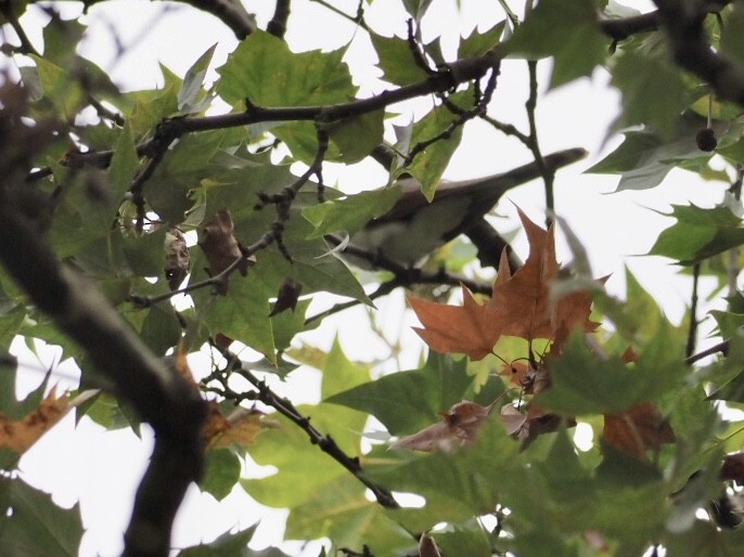 Yellow-billed Cuckoo - ML177441721