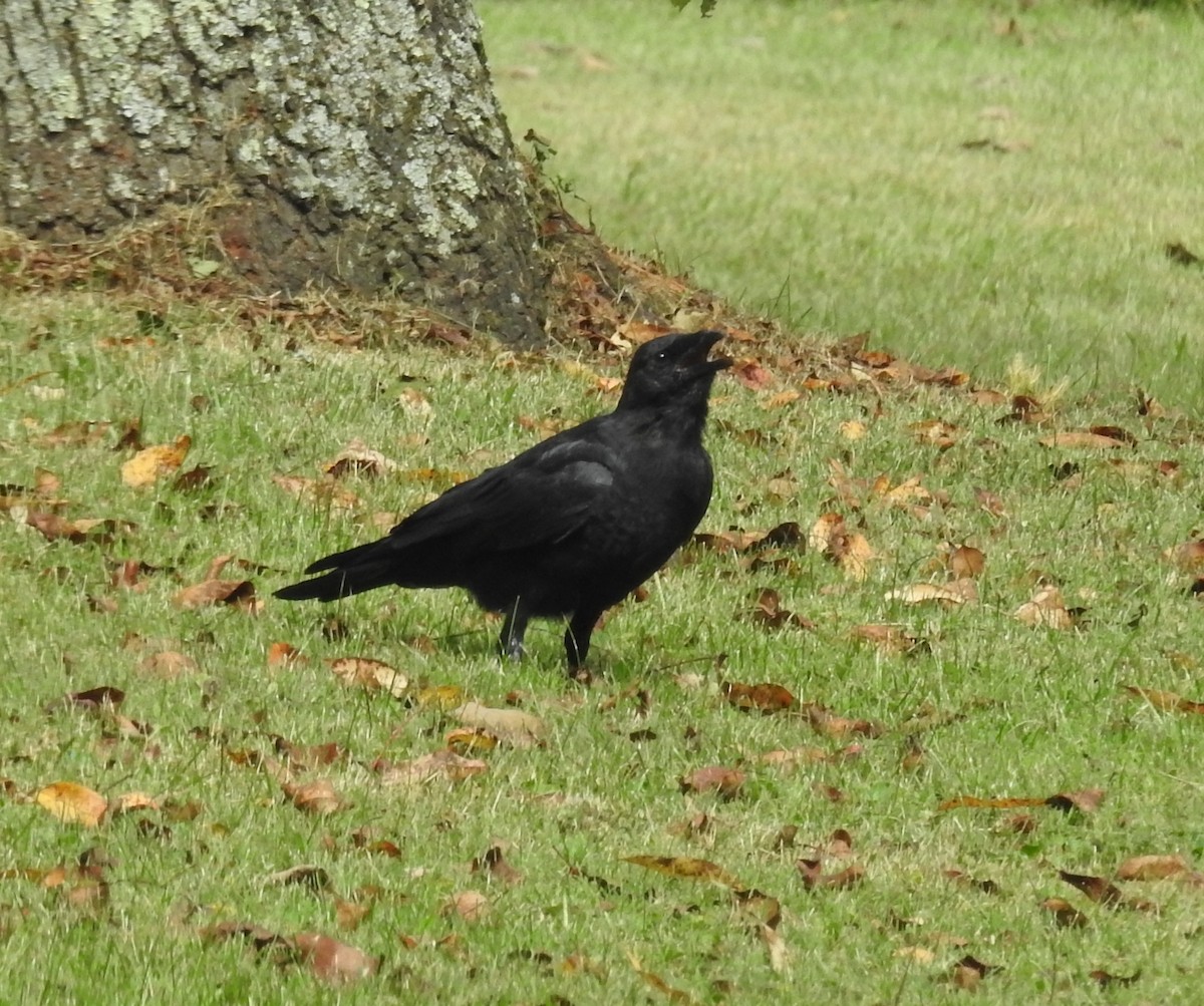 American Crow - ML177441981