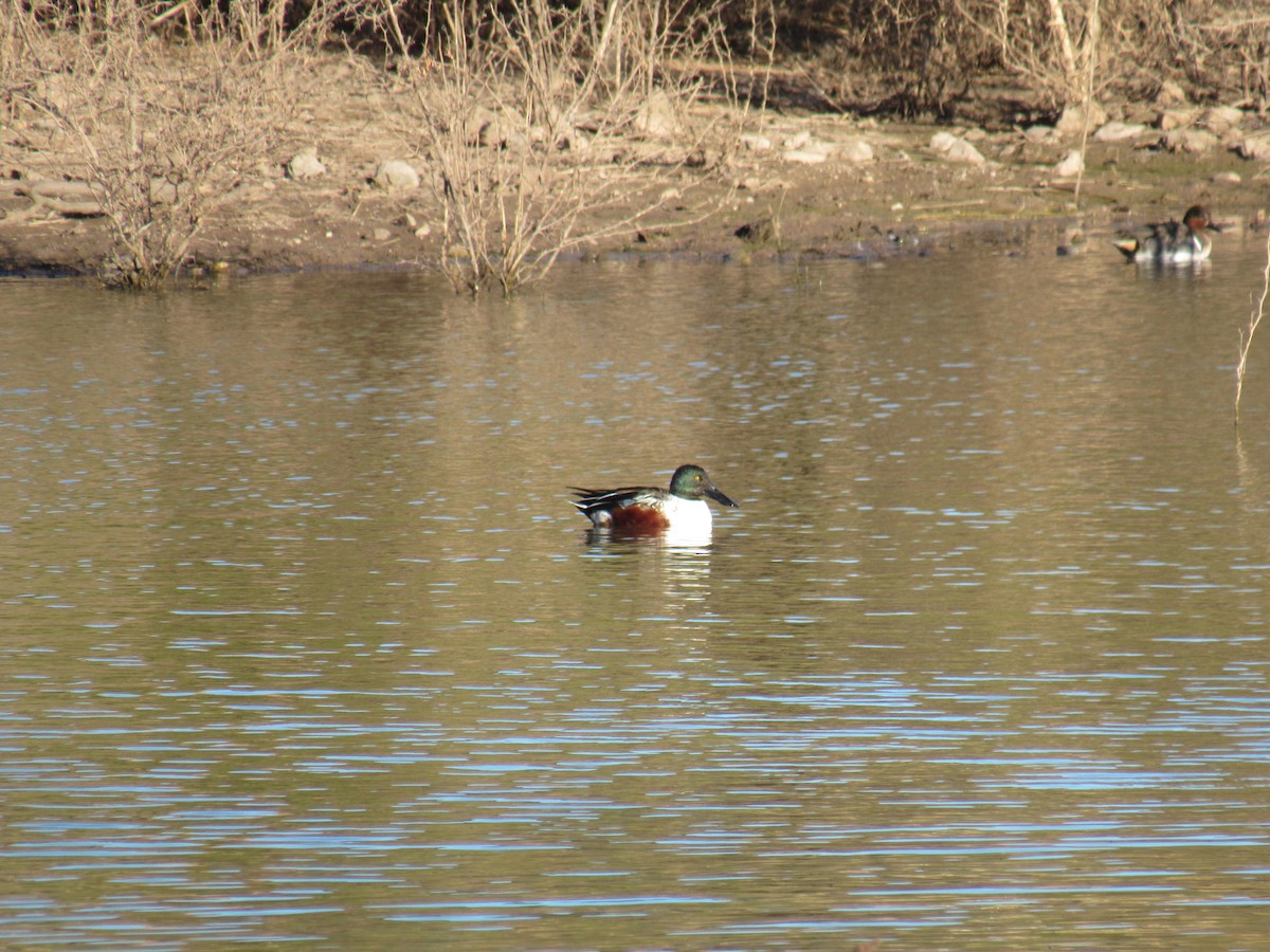 Northern Shoveler - ML177442001