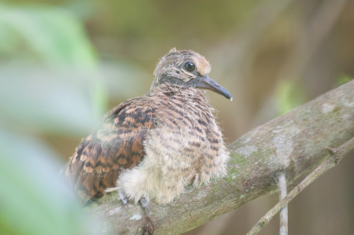 Red-eyed Dove - Johnny Wilson